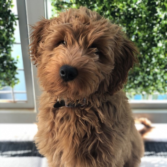 Meet your Posher, Alex - Picture 1 of 1